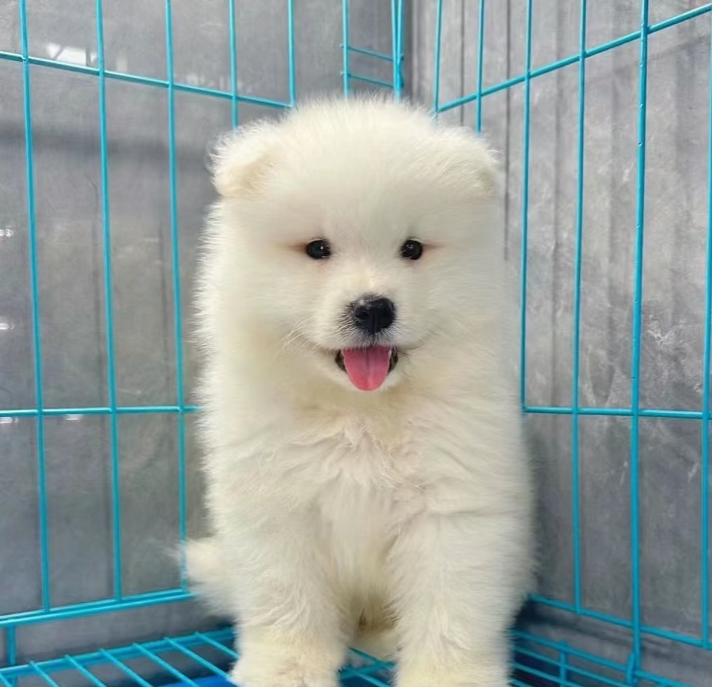 萨摩耶犬